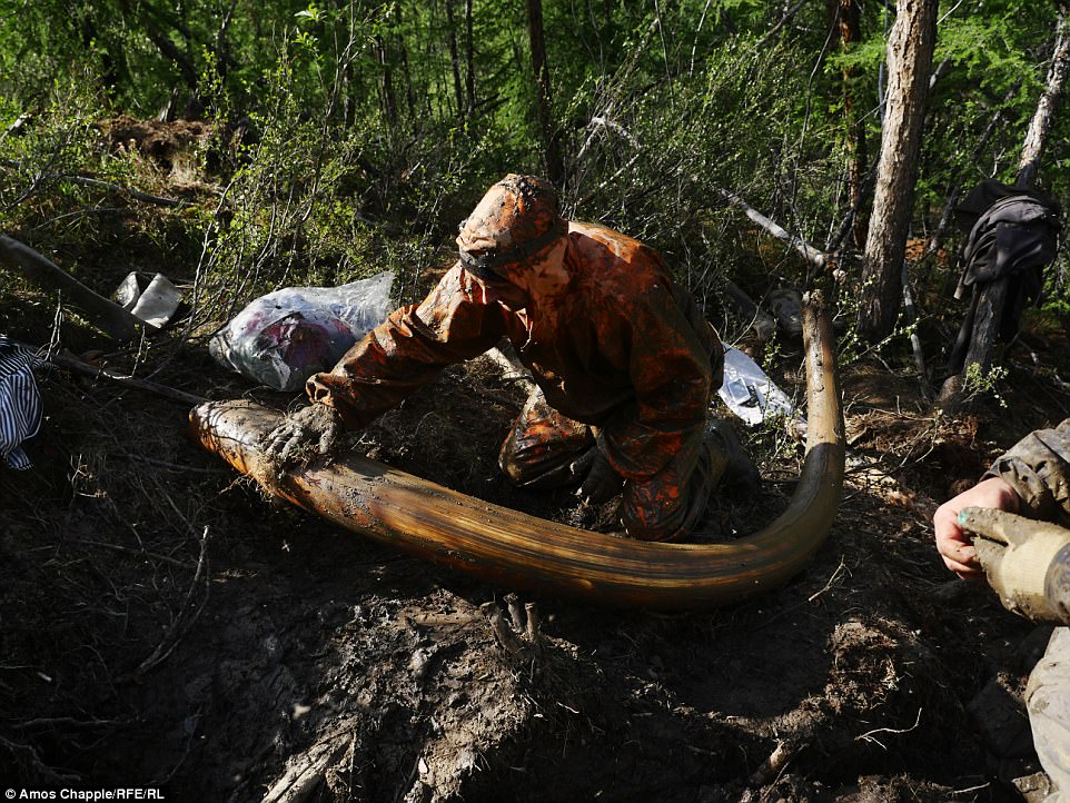 Ruskí pytliaci lovia kly mamutov a nosorožcov na Sibiri